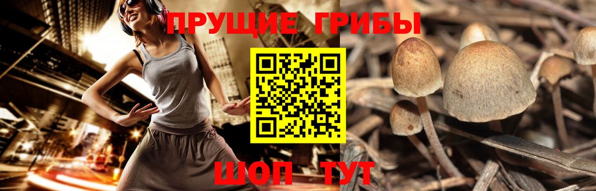 Большой Камень  Псилоцибиновые грибы мухоморы  Галлюциногенные грибы прущие грибы  Вход с VPN 